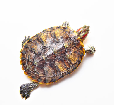 Red-eared turtle, Trachemys scripta on white isolated background. Yellow-bellied water turtle. Close up. The view from the top.