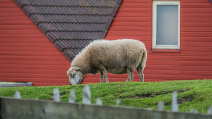 Cute sheep on a field