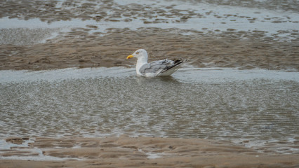Different photos of seagulls