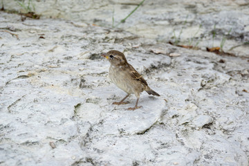 ein hellbrauner Spatz der auf einem Stein sitzt mit einer Ameise im Mund