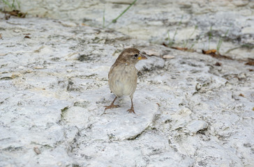 ein hellbrauner Spatz der auf einem Stein sitzt mit einer Ameise im Mund