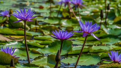 Purple-colored flowers on a lake