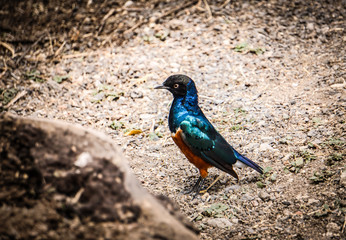 Estornino soberbio, metalizado, en áfrica, Tarangire National Park