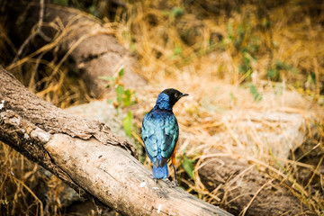 Estornino soberbio, metalizado, en áfrica, Tarangire National Park