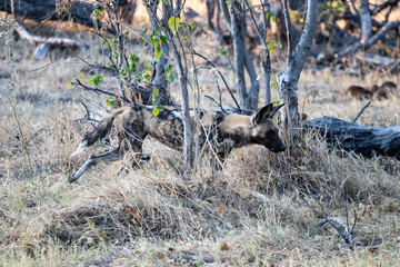 Wild dogs hunting in botswana, wild animals spotting during game drive safari