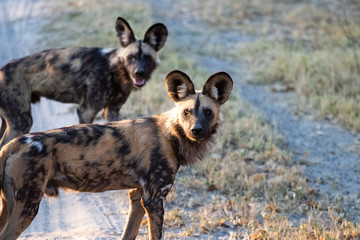 Fototapeta premium Wild dogs hunting in botswana, wild animals spotting during game drive safari