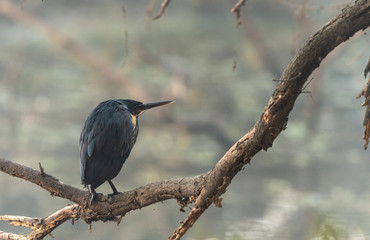 rare and elusive Black Bittern  seen at Bharatpur,Rajasthan,India