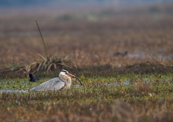 Grey Heron Feeding on fish seen at Bharatpur,Rajasthan,India