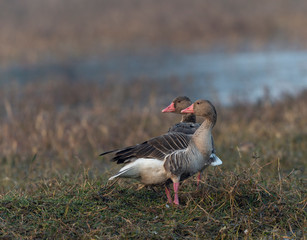 Grey-Lagged Goose  seen at Bharatpur,rajasthan,India