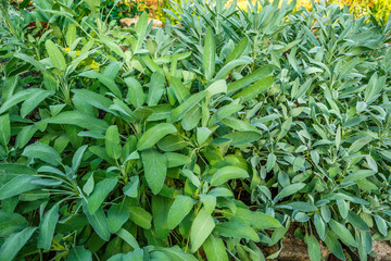 Sage plant growing in a garden