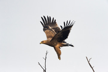 Imperial Eagle taking off from tree at Bharatpur,Rajasthan,India