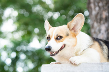 Happy corgi dog seem smiling in a house in summer sunny day