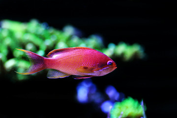 Obraz premium Lyretail Male Anthias - (Pseudanthias squamipinnis) 
