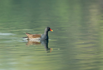 Common Moorhen in water at Bharatpur,Rajasthan,India