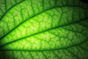 Closeup of portion of green netted veins leaf with light.