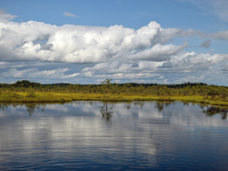 beautiful swamp lakes, swamp moss and grass, small swamp pines, beautiful cloud reflections in the water