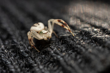 Sleeve spider.....