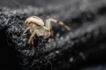 Sleeve spider.....