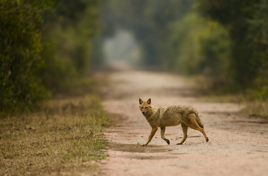 Elusive Indian Jackal Een At Bharatpur,Rajasthan,India