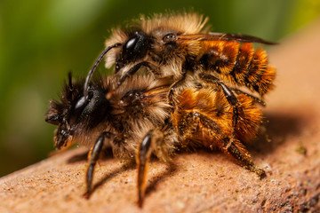 Red Mason bees mating