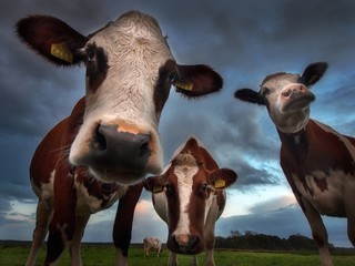 Low angle shot of three cows in the pasture with the background of the cloudy sky - obrazy, fototapety, plakaty