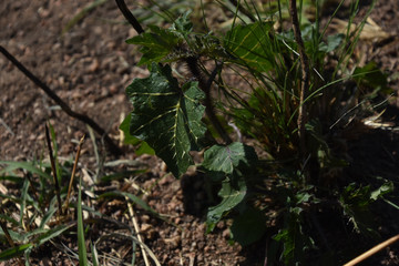 Leaf, folhagem, trekking, trilha pedra grande