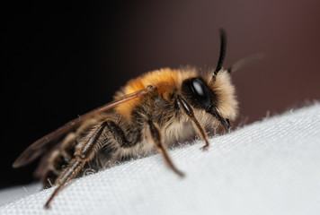 Andrea nitida solitary bee