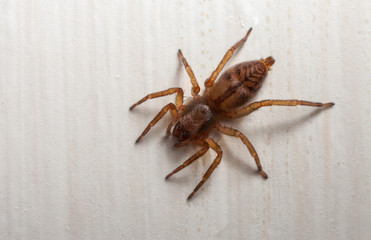 Clubioa corticalis