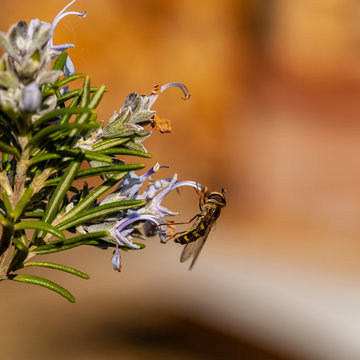 Eupeodes species hoverfly - female