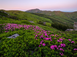Obraz premium Pink rose rhododendron flowers on morning summer mountain slope. Carpathian, Ukraine.