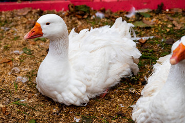 Goose