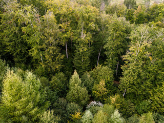 aerial view on a forest in Germany taken using a drone