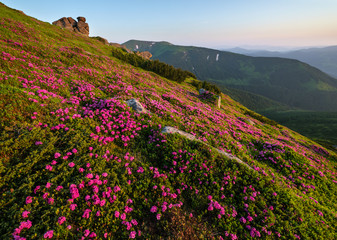 Obraz premium Pink rose rhododendron flowers on summer mountain slope, Carpathian, Ukraine.