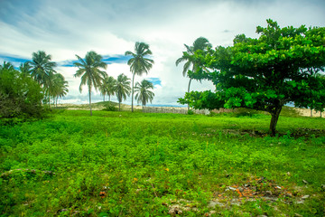 Obraz premium palm trees in the park