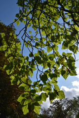 Feuilles vertes au jardin