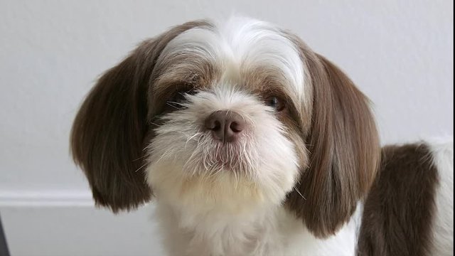 A shihtzu dog is moving its ear to listen, close up shot.