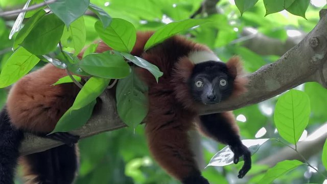 close up of Red ruffed lemur lying on a tree branch shocked and comical lazy like creature. Climate change 