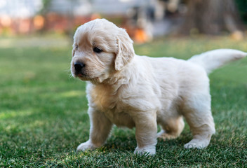 Golden Retriever puppy in the garden