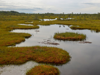 beautiful swamp lakes, swamp moss and grass, small swamp pines, beautiful cloud reflections in the water