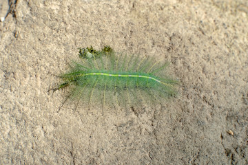 A single common Baron caterpillar hatches from underneath a leaf, as this is the specialized area where a female Baron lays its egg.