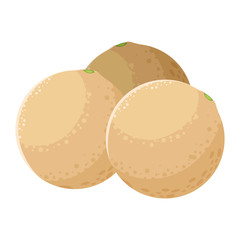 Isolated melons fruit vector design
