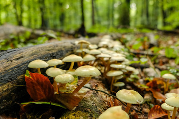 fungus in an autumn forest