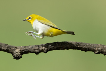 White eye bird landing