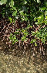 Mangrove with roots submerged in seawater in vertical format
