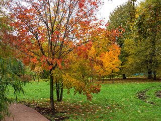 Fototapeta na wymiar Autumn, Park, trees.