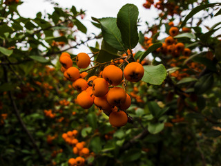Orange berries on a background of green bush