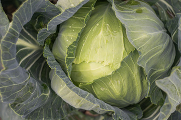 ripe green cabbage in the garden, autumn harvest, cabbage