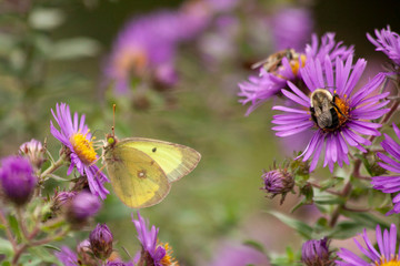 A yellow butterfly and a bumble bee feeding on purple New England aster.