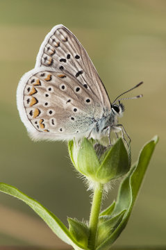 Polyommatos icarus or celina Common Blue small butterfly of the Lycaenidae family perched on top of a cocoon