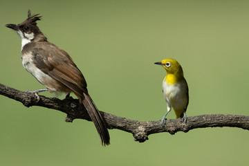 Red-Whisked bullbul bird with white-eye